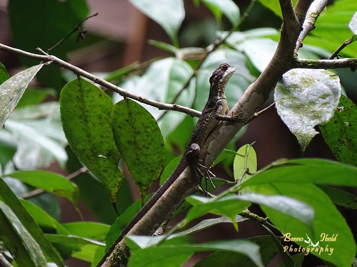 Striped basilisk