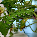 Tobacco Hornworm