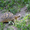 Leopard tortoise