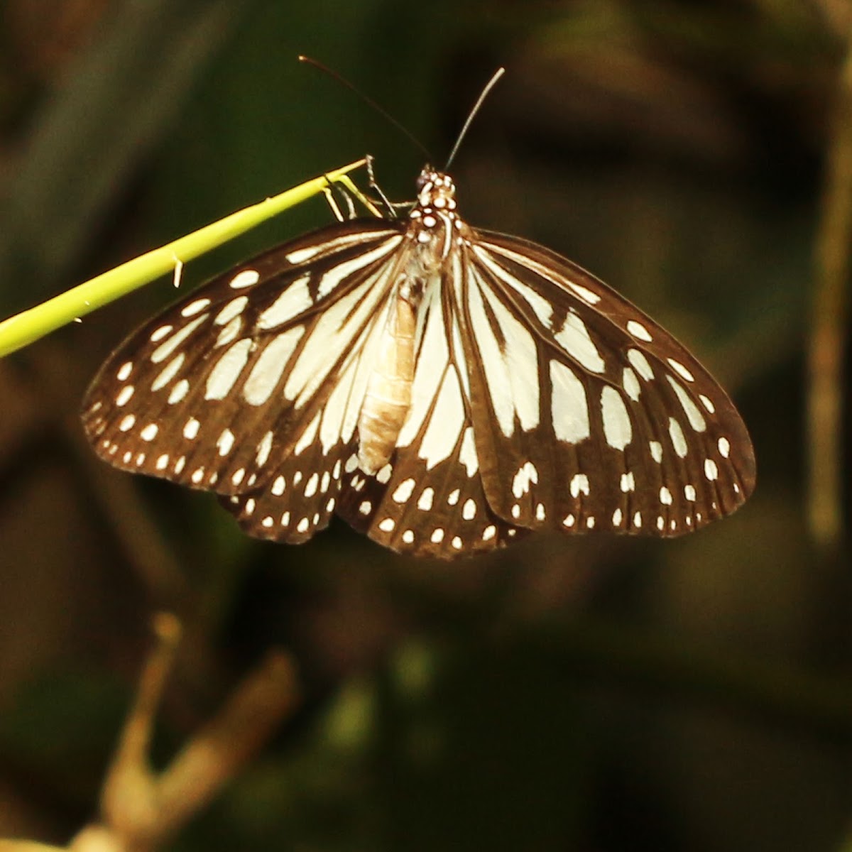 Grey Glassy Tiger