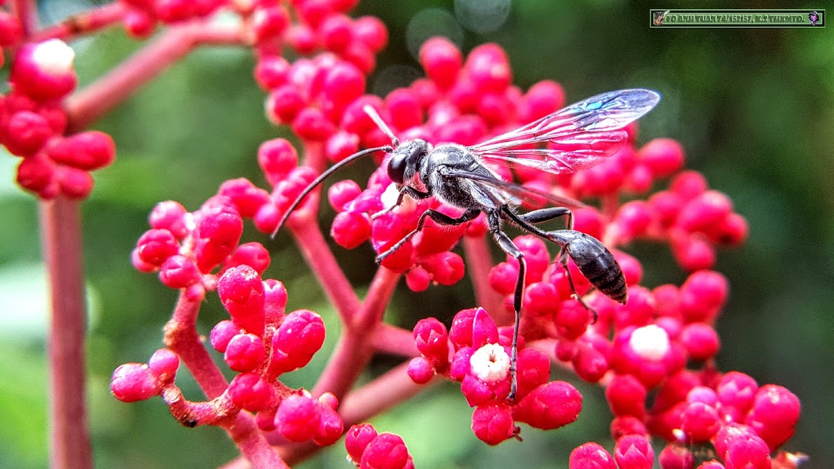 Digger wasp