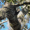 Yellow-bellied Sapsucker