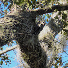 Yellow-bellied Sapsucker