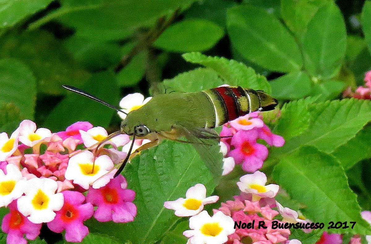 Coffee Bee Hawk Moth