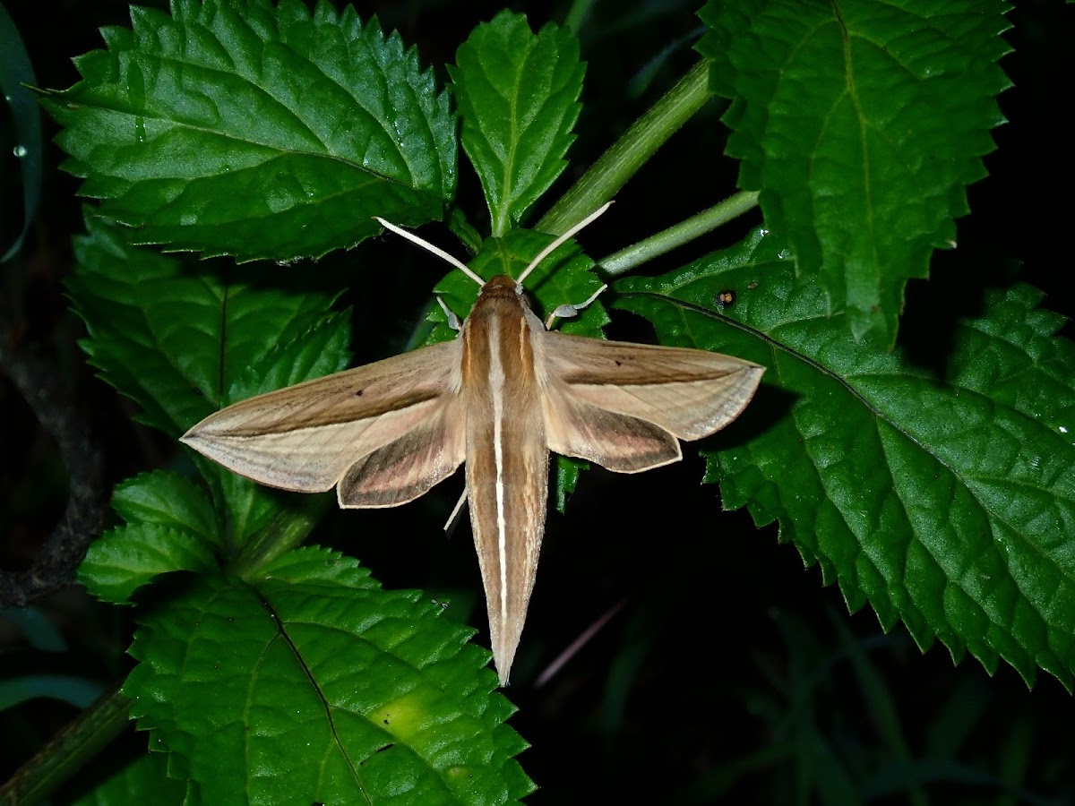 Yam Hawk Moth