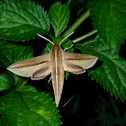 Yam Hawk Moth