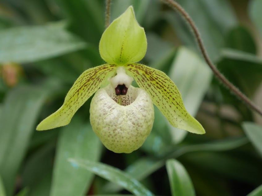 Paphiopedilum malipoense 'Alf' G412h3e0-rtDzutAeqJ9bC6iNA8dSpqV5oyFBxbVy3YphdElgUaLqG-gOpGWyLwMSAw3azpZfQsx-BP_MawHlGulVyYdWttQOpS5fk3bWB8i9CqvLlY2n0mPzT2wyW-_sbH2Qzvvw2VdVpb3zFOahLVZVIoJ2WZkcka8HTI9i_OBpi734FixewmH_LYKx8gw-IJ2ABiRq3asRmIwxM2jwjvnfODzChyAhk90ITFpbBQBVZuXkpYWnAogI61VHDJOecftV1DQZtHOOjQ38pZar8zulMMuGJNA8Qls6JFBM2EPG19Fng4LPD7wZ9iADCPXtrFIas7StrAp7klqwK3FwIF9s7kyxXz8AXpL52N2lE2zbHHMBEohDAglIBEhDUDPcuAGpBDkEJM5vLYcIQmA6CucKLw6zT6TXNmPjlNu_sUCxG-LiRHMxRqEYvfScZO70RhOiPMyCkHKQMd2UjGB55PaQkwH8qNbY6JU51DGG42v2B41RN5ArQNT7iJ3Mtym5OueziMY3ezR9cHlFeasrydWRjLwSoGAGwiHCwTv_4pzRLdRsf03Myd_CvywhfYL8D54fYKltWkOKTvEWWpHfDSRKd_h7b35DN4ZsztlDs2bK02oS6oI=w847-h635-no