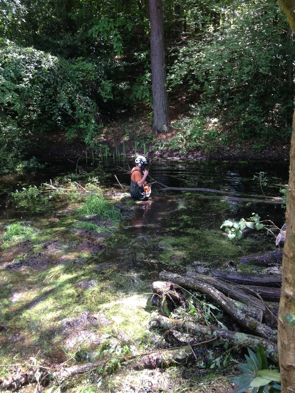 Album cover: Clearing fallen Willow tree out of a pond In Tilford Surrey