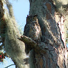 Great Horned Owl