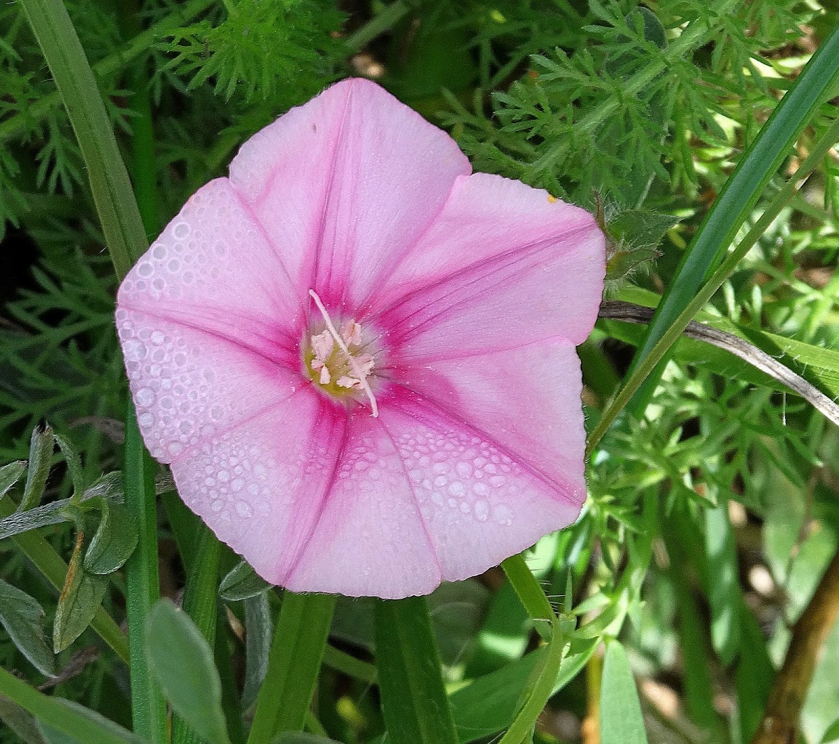 Cantabrican Morning Glory