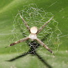 Signature Spider Stabilimentum