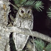 Flammulated Owl