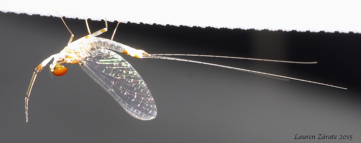 Mayfly