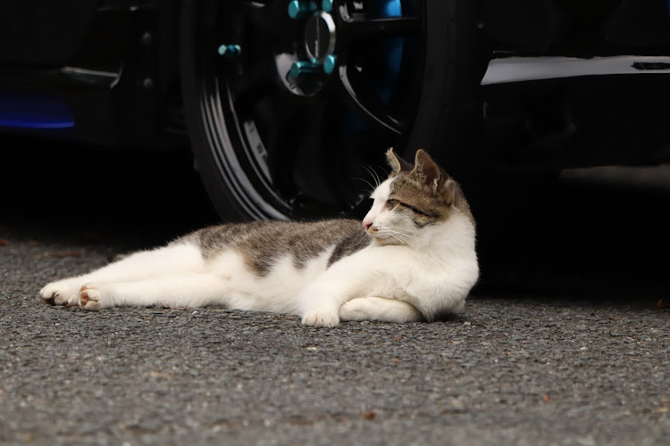 フィットのオフ会・旧奈良少年刑務所・転害門・にゃんこ🐱ダム・ラスカル２匹🦝🦝🤣に関するカスタム事例の投稿画像11枚目