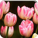 Pink Tulips Chrome extension download