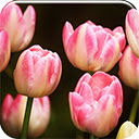 Pink Tulips Chrome extension download