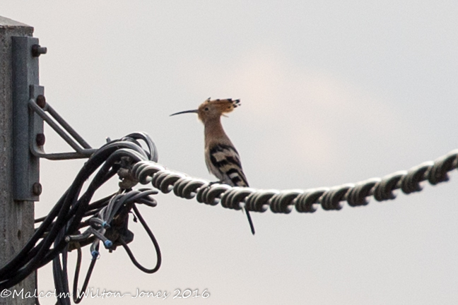 Hoopoe; Abubilla