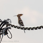 Hoopoe; Abubilla