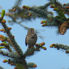 Fox Sparrow