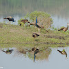 Indian Peafowl