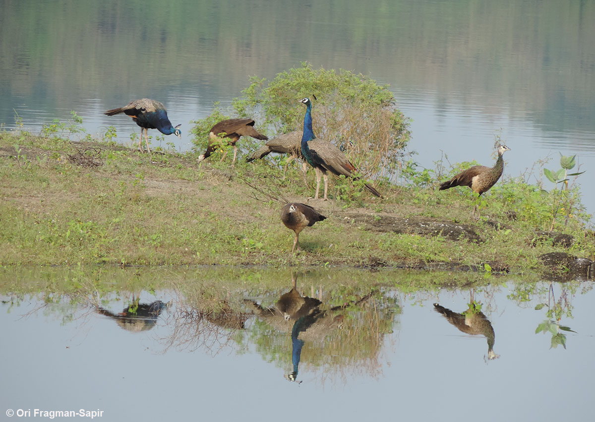 Indian Peafowl