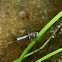 Blue Dasher