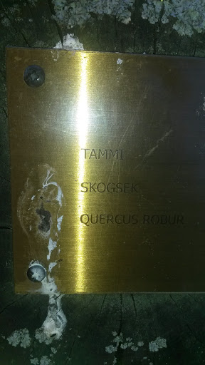 Tammi skogsek