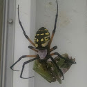 Black & Yellow Garden Spider