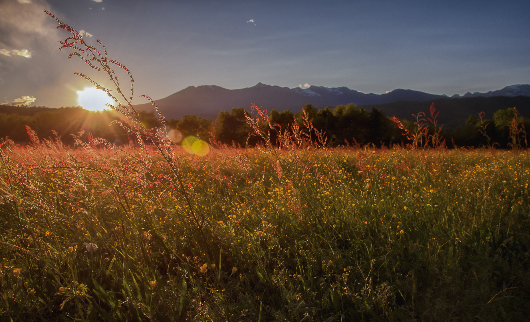 Flare in the spring wind di Barbara Surimi