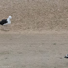 Great Black-backed Gull