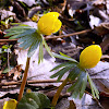 Winter aconite