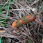 Elegant Stinkhorn