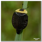 American Carrion Beetle