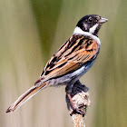 Reed Bunting