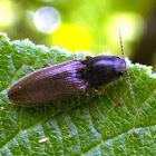 Click beetle