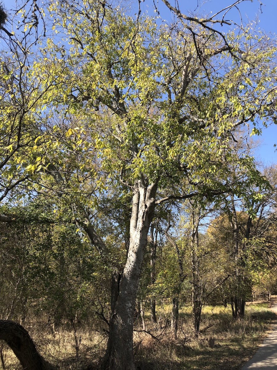 Hackberry