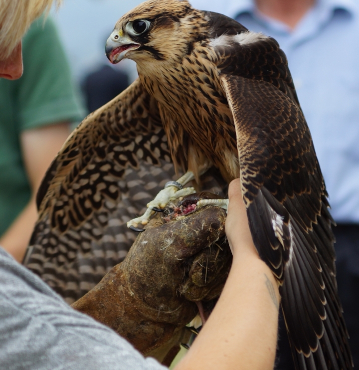 Falconieri di ruggeri alessandro