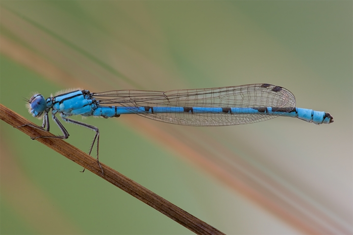 Damigella blu di batfabio