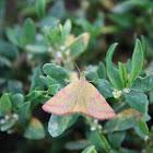 Purple-barred Yellow