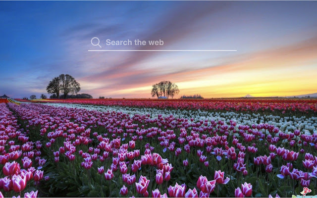 Tulips HD Wallpapers Holland Theme