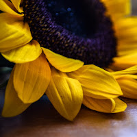 sunflower di 