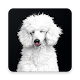 Download Poodle Wallpapers For PC Windows and Mac 3.0