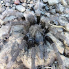 Mt Diablo Tarantula