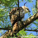 Crested hawk-eagle