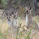 Eastern Grey Kangaroos (juvenile joeys)