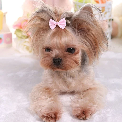 Dog Hair Clips Cat Sweet Bow Hairpins Hair Barrette Puppy Beauty Supplies Pet Butterfly Bows Hair Accessories