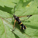 Dogwood Borer Moth