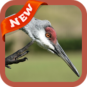 Sandhill Crane Wallpaper 3.0 Icon