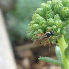 Hover fly parasite