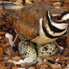 Killdeer